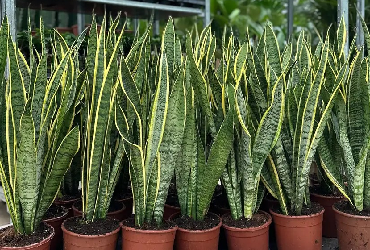 Paşa kılıcı (sansevieria) bakımı nasıl yapılır? İşte dayanıklı bitkinin püf noktaları